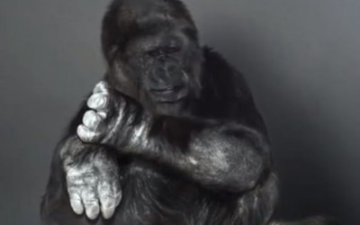大猩猩呼籲人類趕快保護地球