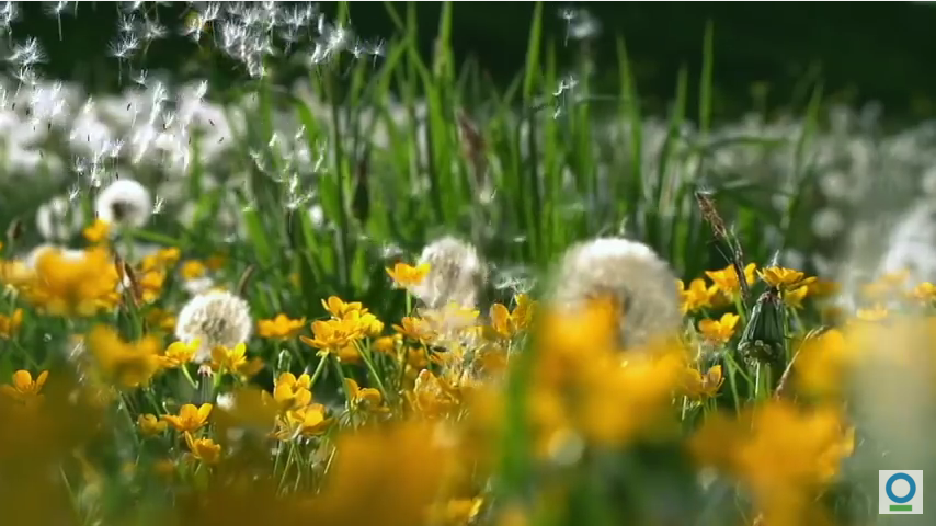 大自然在說話:露皮塔·尼永奥 聲演「花朵」
