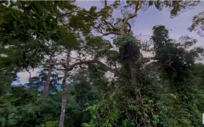 大自然在說話: 奇雲史帕西(Kevin Spacey)聲演「雨林」