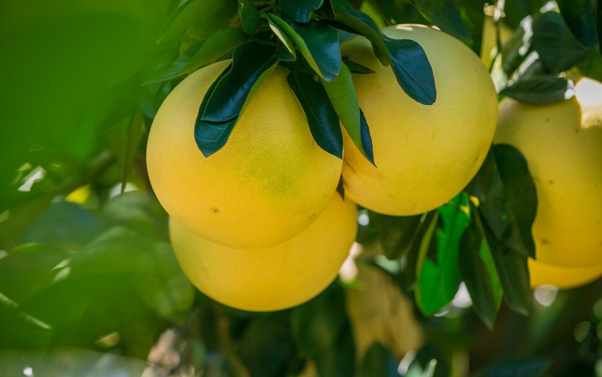 侏儸紀生態果園 邀您一同來認養蜜柚樹
