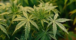 Exploring the World of Lemon Weed Strains 5 Exploring the World of Lemon Weed Strains 5