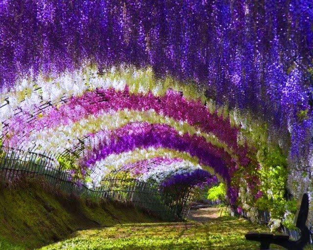 夢幻的紫藤步道